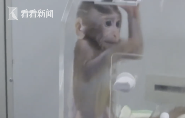 人猴嵌合胚胎的醫學突破與倫理挑戰