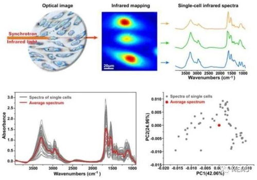 上海高研院在同步輻射單細胞紅外顯微成像研究中取得新突破，推動醫學研究邁入新階段